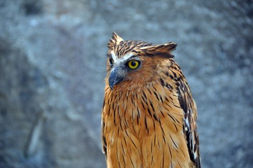 Owl