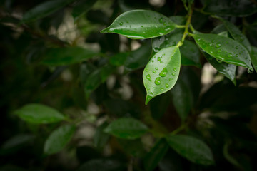 rain drop on green leaf nature