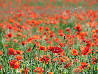 A meadow full of poppies and grasses in rural English countryside