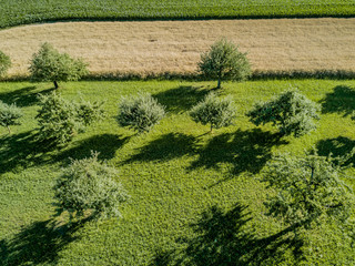 Aerial view of trees and wheat field