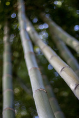 Bamboo forest