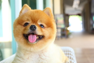 happy smile pomeranian small dog cute pet