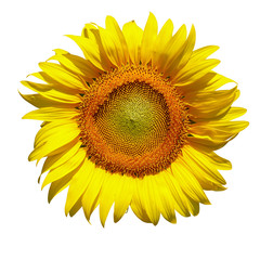 Fototapeta premium sunflower isolated on white background