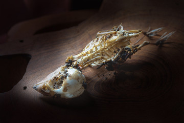 Closeup of sparrow skull in dark