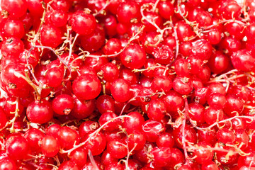 Red currants