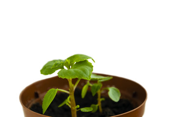 .РУССКИЙ.УоллераБальзаминБальзамин Уоллера17 / 10000.АНГЛИЙСКИЙ.Перевести вGoogleBing.Impatiens Waller