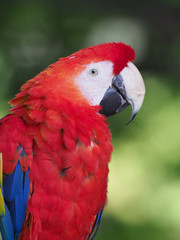 アカコンゴウインコ