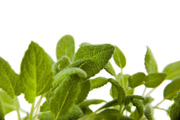  sage