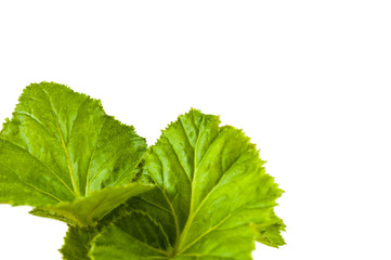 leaves of begonias on white