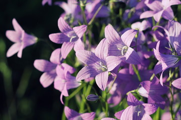 Flower of Campanula patula spreading bellflower in bloom on the meadow