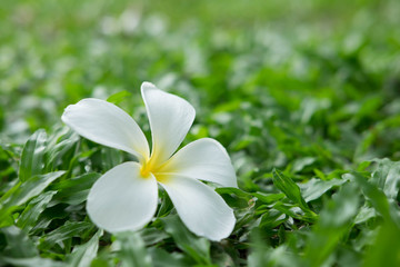 White Plumeria flower on grass field