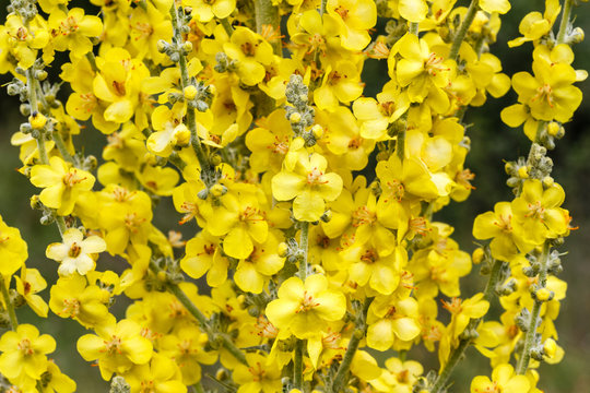 Verbascum thapsus. Flores amarillas de Gordolobo, Verbasco.
