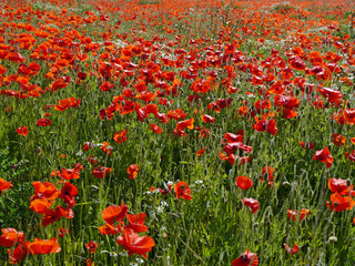 A meadow full of poppies and grasses in rural English countryside