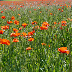 Obraz premium A meadow full of poppies and grasses in rural English countryside