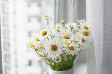 A bouquet of chamomiles on the windowsill