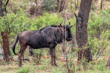 Wildebeest (Connochaetes)