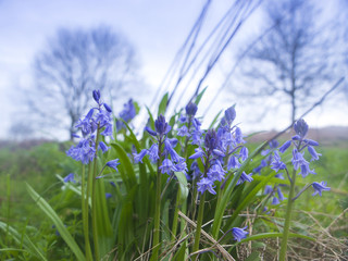 First bloom of bluebells in an English spring, England