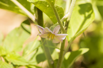 egg plant flower plant