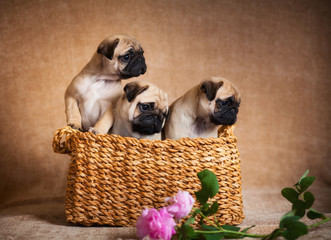 Three little puppy pugs sitting in basket on sackcloth background with rose on foreground. Pugs looking right side