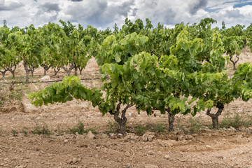 Fototapeta na wymiar Grapevine under Stormy Weather in Priorat Region, Tarragona, Catalonia, Spain.