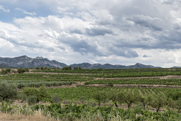 Fototapeta na wymiar Grapevine plantation under Stormy Weather in Priorat Region, Tarragona, Catalonia, Spain.
