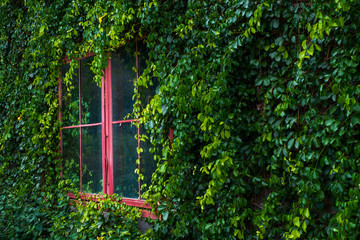Red window and wall with beautiful plants