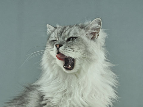 Portrait Katze perser auf fell teppich mit grauem hintergrund leckt sich das maul