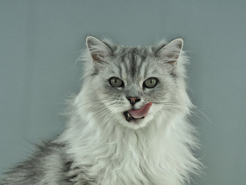 Portrait Katze perser auf fell teppich mit grauem hintergrund leckt sich das maul