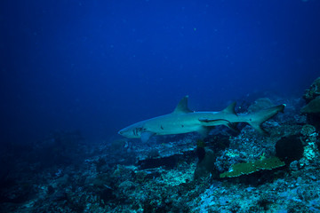 Obraz premium White tip shark