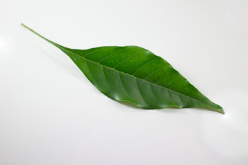 Green lead of Indian cork tree isolated