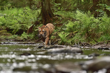 The Siberian tiger (Amur tiger - Panthera tigris altaica) in his natural environment in the river in beautiful country
