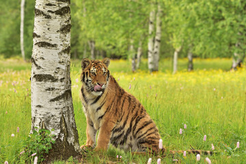 The Siberian tiger (Amur tiger - Panthera tigris altaica) in his natural environment in beautiful...