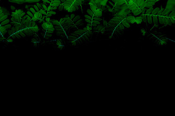 Fototapeta premium bush of green plant on black background,line of green leaves on black background