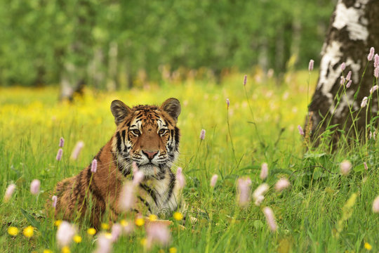 The Siberian tiger (Amur tiger - Panthera tigris altaica) in his natural environment in beautiful country