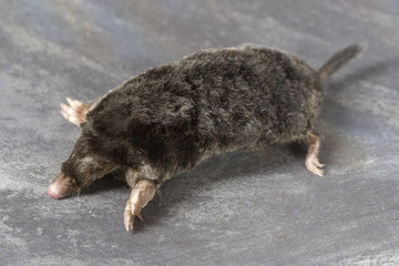 The European mole on a grey background