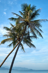 Palm trees with a blue sky at a beach in Nha Trang, Vietnam.