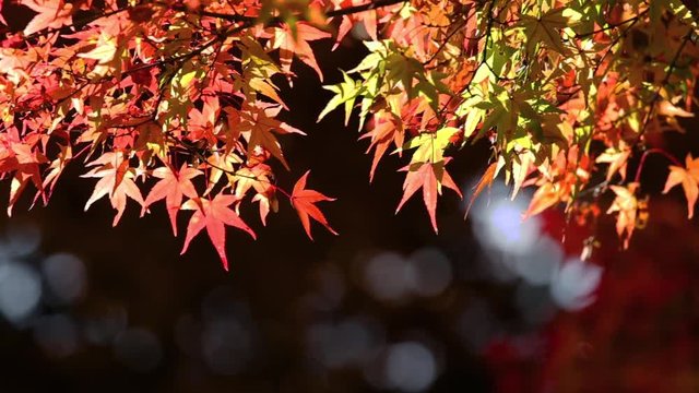 Bright, vibrant autumn leaves shinning in morning sun
