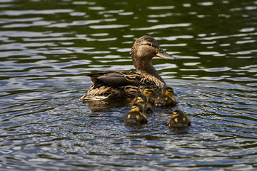 Ducks and drakes swim in the lake 