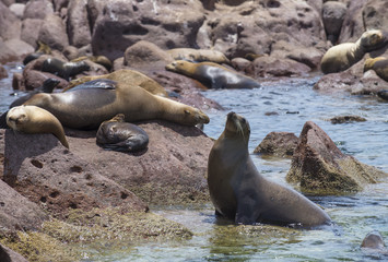 Isla Espiritu Santo, La Paz Baja California Sur. Mexico