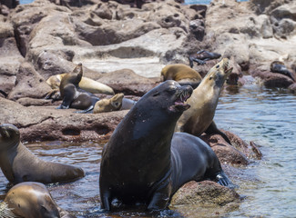 Isla Espiritu Santo, La Paz Baja California Sur. Mexico