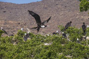 Isla Espiritu Santo, La Paz Baja California Sur. Mexico