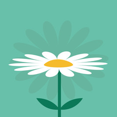 White daisy chamomile. Cute growing flower plant collection. Love card. Camomile icon. Flat design. Green background. Isolated.