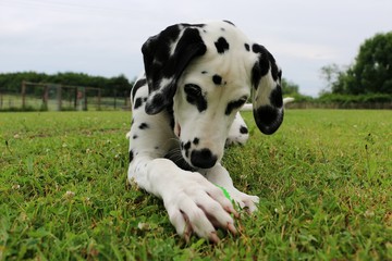 dalmatiner welpe spielt mit einem ball im garten