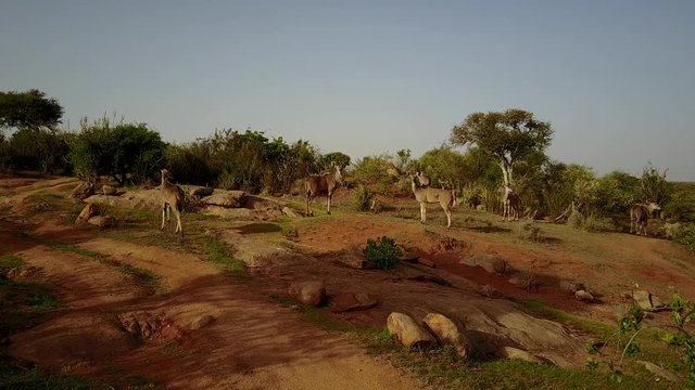 Kudu antelope. Aerial drone footage of kudu in natural wilderness
