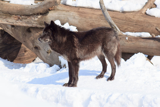 Black canadian wolf on a morning walk.