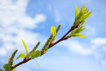 Young branch of canadian maple against the blue sky background.