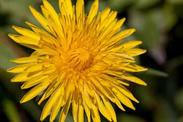 Young dandelion flower on a green meadow.