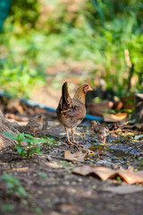 Chicken Family