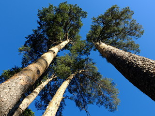 Три сосны © igor2