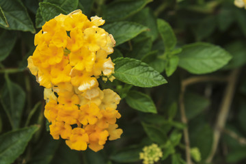 Beautiful Colorful Hedge Flower,Lantana, Weeping lantana,Lantana camara L,Medicinal plants have a variety of therapeutic properties